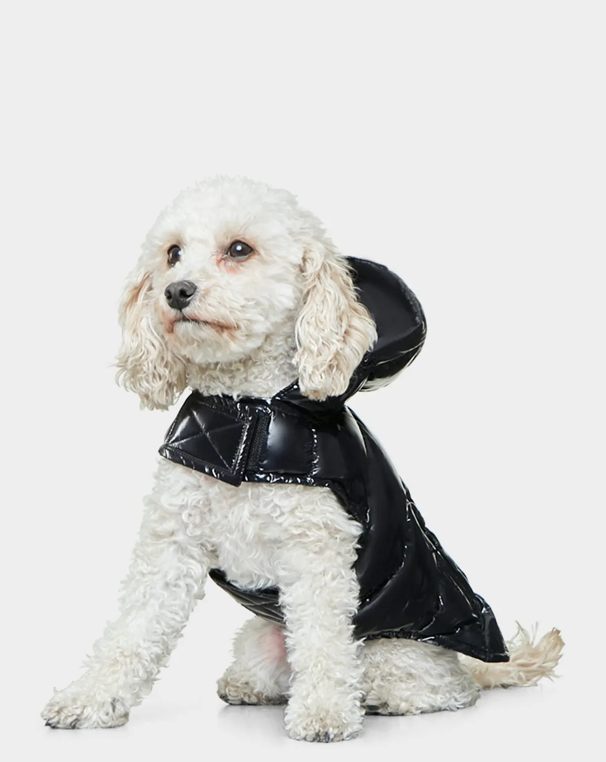 BUDDIE - 9122520 BLACK