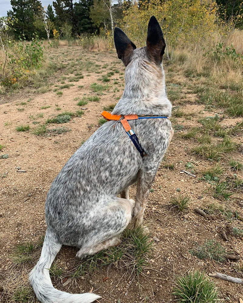 (R)evolution™  Woven Dog Harness
